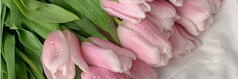 A bouquet of dewy pink tulips laid on white fabric, capturing freshness and elegance.